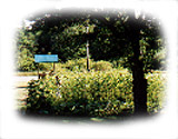 Sunflower Garden