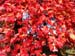 Red Maple