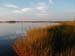 Waquoit Bay marsh